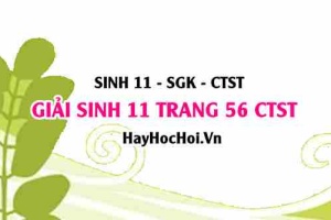 Giải Sinh 11 trang 56 Chân trời sáng tạo SGK